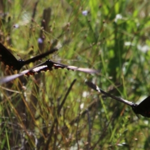Papilio aegeus at Moruya, NSW - 3 Feb 2021