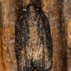 Tortricinae (subfamily) (A tortrix moth) at Melba, ACT - 25 Jan 2021 by Bron