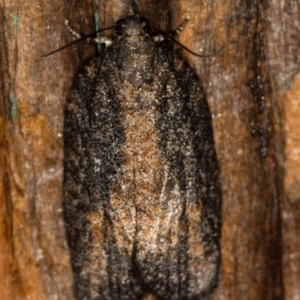 Tortricinae (subfamily) at Melba, ACT - 25 Jan 2021