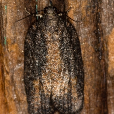 Tortricinae (subfamily) (A tortrix moth) at Melba, ACT - 24 Jan 2021 by Bron