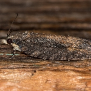 Tortricinae (subfamily) at Melba, ACT - 25 Jan 2021