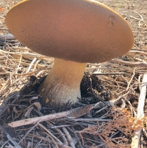 Boletus sp. at Yarralumla, ACT - 18 Apr 2021