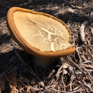 Boletus sp. at Yarralumla, ACT - 18 Apr 2021 12:32 PM