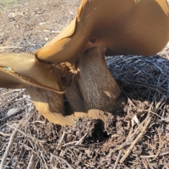 Boletus sp. at Yarralumla, ACT - 18 Apr 2021