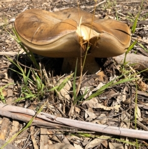 Boletus sp. at Yarralumla, ACT - 18 Apr 2021 12:32 PM