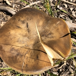 Boletus sp. at Yarralumla, ACT - 18 Apr 2021