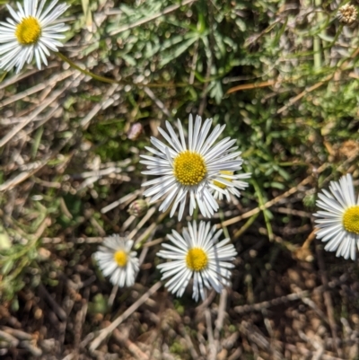 Brachyscome dentata (Lobe-Seed Daisy) at Hackett, ACT - 18 Apr 2021 by WalterEgo