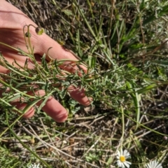 Brachyscome dentata at Hackett, ACT - 18 Apr 2021