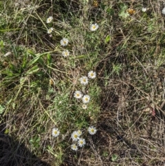 Brachyscome dentata at Hackett, ACT - 18 Apr 2021 02:44 PM