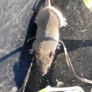 Mus musculus at Holt, ACT - 18 Apr 2021