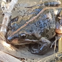 Limnodynastes tasmaniensis (Spotted Grass Frog) at Holt, ACT - 18 Apr 2021 by trevorpreston