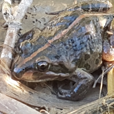 Limnodynastes tasmaniensis (Spotted Grass Frog) at Holt, ACT - 18 Apr 2021 by trevorpreston