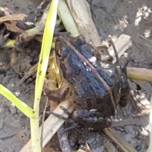 Limnodynastes tasmaniensis at Holt, ACT - 18 Apr 2021