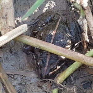 Limnodynastes tasmaniensis at Holt, ACT - 18 Apr 2021