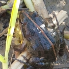 Limnodynastes tasmaniensis at Holt, ACT - 18 Apr 2021