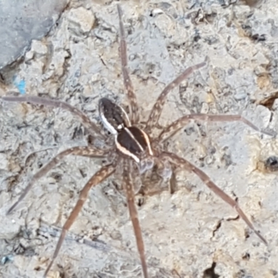 Dolomedes (genus) (Fishing spider) at Holt, ACT - 18 Apr 2021 by trevorpreston