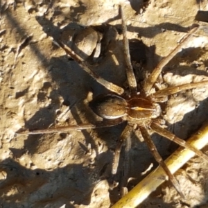 Dolomedes sp. (genus) at Holt, ACT - 18 Apr 2021 04:02 PM