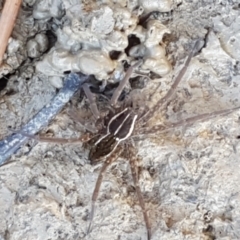 Dolomedes sp. (genus) at Holt, ACT - 18 Apr 2021 04:02 PM