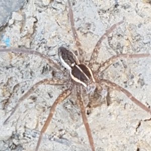 Dolomedes sp. (genus) at Holt, ACT - 18 Apr 2021