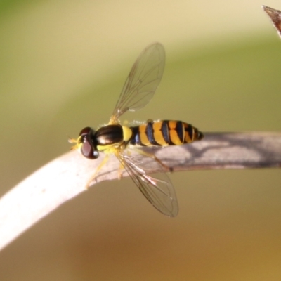 Sphaerophoria sp. (genus) (A hoverfly) at Mongarlowe River - 15 Apr 2021 by LisaH