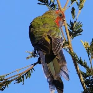 Platycercus elegans at Deakin, ACT - 18 Apr 2021 04:45 PM