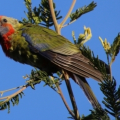 Platycercus elegans at Deakin, ACT - 18 Apr 2021 04:45 PM