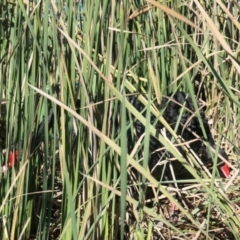 Cygnus atratus (Black Swan) at Forde, ACT - 18 Apr 2021 by TrishGungahlin