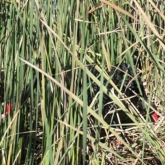 Cygnus atratus (Black Swan) at Yerrabi Pond - 18 Apr 2021 by TrishGungahlin
