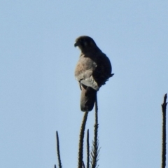 Falco berigora (Brown Falcon) at Molonglo, ACT - 18 Apr 2021 by KMcCue