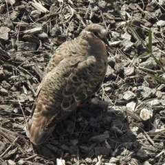 Phaps chalcoptera (Common Bronzewing) at Denman Prospect, ACT - 18 Apr 2021 by KMcCue