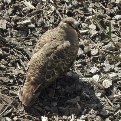 Phaps chalcoptera (Common Bronzewing) at Denman Prospect, ACT - 18 Apr 2021 by KMcCue