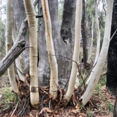 Eucalyptus mannifera subsp. mannifera (Brittle Gum) at Block 402 - 17 Apr 2021 by KMcCue