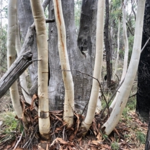 Eucalyptus mannifera subsp. mannifera at Stromlo, ACT - 18 Apr 2021