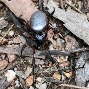 Trichonephila edulis at Denman Prospect, ACT - 18 Apr 2021