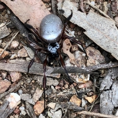 Trichonephila edulis (Golden orb weaver) at Denman Prospect, ACT - 17 Apr 2021 by KMcCue