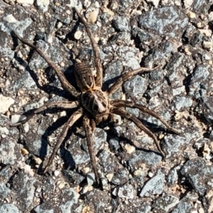 Tasmanicosa sp. (genus) at Denman Prospect, ACT - 18 Apr 2021 12:16 PM