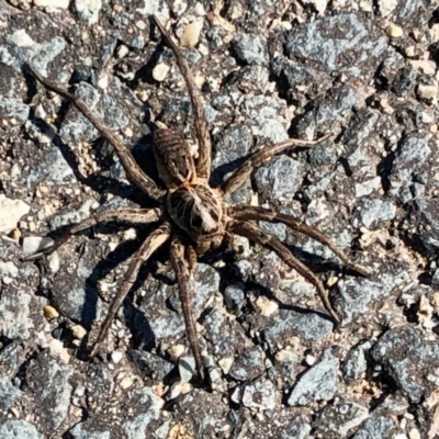 Unidentified Spider (Araneae) at Block 402 - 18 Apr 2021 by KMcCue