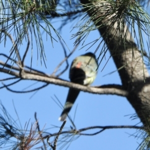 Psephotus haematonotus at Denman Prospect, ACT - 18 Apr 2021