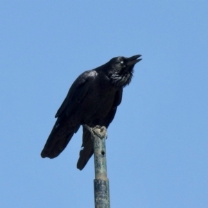 Corvus coronoides at Molonglo Valley, ACT - 18 Apr 2021