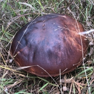 zz bolete at Stromlo, ACT - 18 Apr 2021