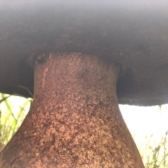 zz bolete at Stromlo, ACT - 18 Apr 2021 08:49 AM