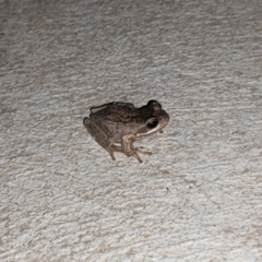 Litoria paraewingi (Victorian Frog) at Albury - 18 Apr 2021 by ChrisAllen