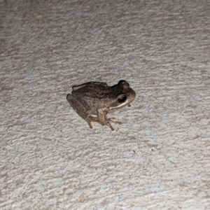 Litoria paraewingi at Thurgoona, NSW - 18 Apr 2021 07:09 PM