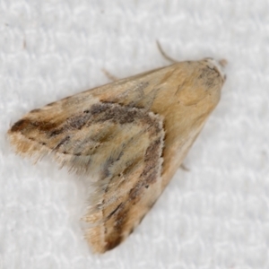 Eublemma inconspicua at Melba, ACT - 25 Jan 2021