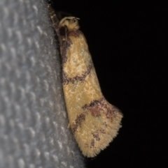 Psaroxantha calligenes (Psaroxantha calligenes) at Melba, ACT - 24 Jan 2021 by Bron