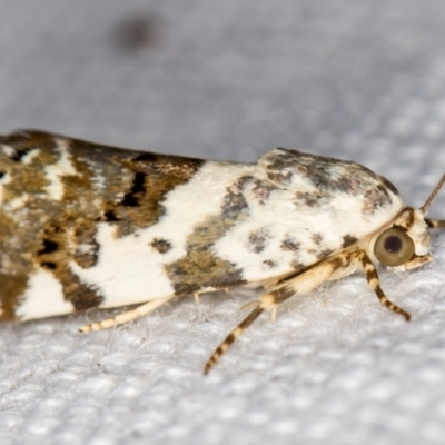 Acontia nivipicta (Blotched Shoulder) at Melba, ACT - 25 Jan 2021 by Bron