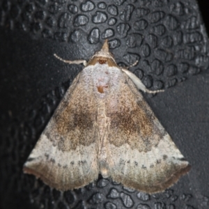 Mataeomera mesotaenia at Melba, ACT - 25 Jan 2021