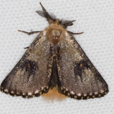 Epicoma contristis (Yellow-spotted Epicoma Moth) at Melba, ACT - 25 Jan 2021 by Bron