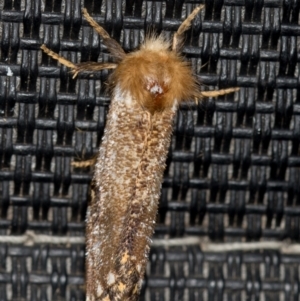 Epicoma contristis at Melba, ACT - 25 Jan 2021