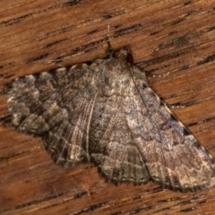 Diatenes aglossoides (An Erebid Moth) at Melba, ACT - 25 Jan 2021 by Bron
